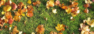 fall clean up calgary services